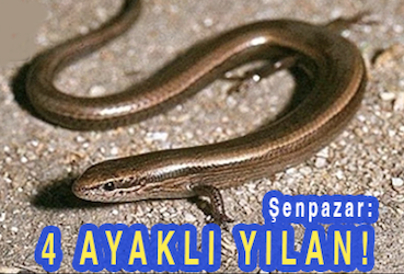 <center> Şenpazar: </center><center><font color=’blue’>4 AYAKLI YILAN!  </font></center>