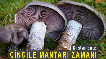 <center> Kastamonu: </center><center><font color=’blue’> CİNCİLE MANTARI ZAMANI </font></center>