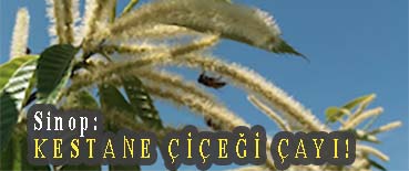 <center> Sinop: </center><center><font color=’blue’> KESTANE ÇİÇEĞİ ÇAYI! </font></center>