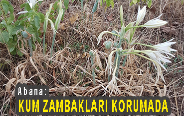 <center> Abana: </center><center><font color=’blue’> KUM ZAMBAKLARI KORUMADA </font></center>