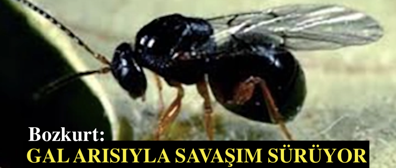 <center> Bozkurt: </center><center><font color=’blue’> GAL ARISIYLA SAVAŞIM SÜRÜYOR </font></center>