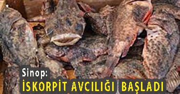 <center> Sinop: </center><center><font color=’blue’> İSKORPİT AVCILIĞI  BAŞLADI </font></center>