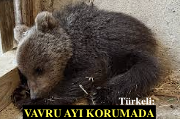 <center> Türkeli: </center><center><font color=’blue’> VAVRU AYI KORUMADA </font></center>