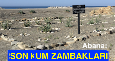 <center> Abana: </center><center><font color=’blue’> SON kUM ZAMBAKLARI </font></center>