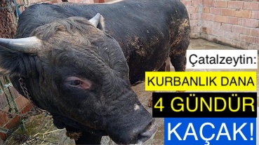 <center> Çatalzeytin: </center><center><font color=’blue’> KURBANLIK DANA 4 GÜNDÜR KAÇAK! </font></center>