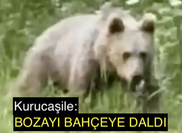 <center> Kurucaşile: </center><center><font color=’blue’> BOZAYI BAHÇEYE DALDI </font></center>