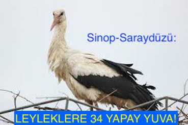 <center> Sinop-Saraydüzü: </center><center><font color=’blue’> LEYLEKLERE 34 YAPAY YUVA!</font></center>
