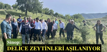 <center> Sinop: </center><center><font color=’blue’> DELİCE ZEYTİNLERİ AŞILANIYOR </font></center>