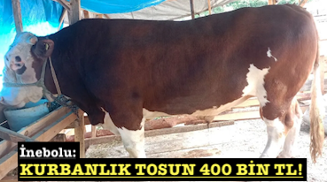 <center> İnebolu: </center><center><font color=’blue’> KURBANLIK TOSUN 400 BİN TL! </font></center>
