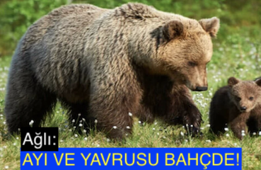 <center> Ağlı: </center><center><font color=’blue’> AYI VE YAVRUSU BAHÇDE! </font></center>