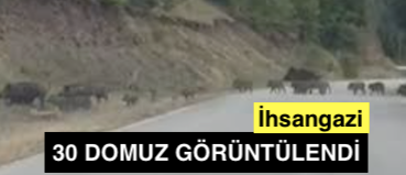 <center> İhsangazi: </center><center><font color=’blue’>30 DOMUZ GÖRÜNTÜLENDİ! </font></center>