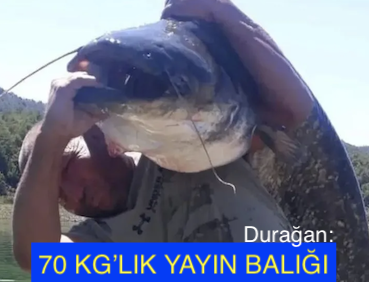 <center> Durağan: </center><center><font color=’blue’>70 KG’LIK YAYIN BALIĞI </font></center>