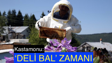 <center> Kastamonu: </center><center><font color=’blue’> ‘DELİ BAL’ ZAMANI </font></center>