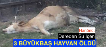 <center> Hanönü: Dereden Su İçen </center><center><font color=’blue’>3 BÜYÜKBAŞ HAYVAN ÖLDÜ </font></center>