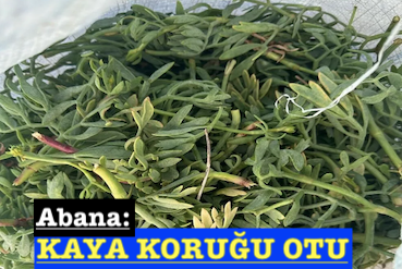<center> Abana: </center><center><font color=’blue’> KAYA KORUĞU OTU </font></center>