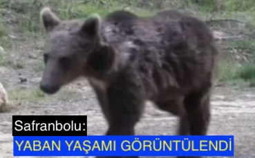 <center> Safranbolu: </center><center><font color=’blue’> YABAN YAŞAMI GÖRÜNTÜLENDİ </font></center>