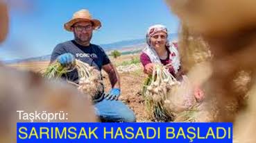 <center> Taşköprü: </center><center><font color=’blue’> SARIMSAK HASADI BAŞLADI </font></center>