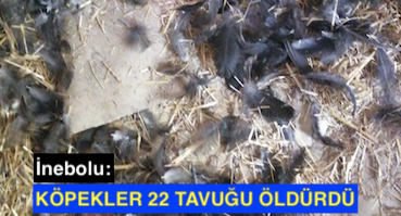 <center> İnebolu: </center><center><font color=’blue’> KÖPEKLER 22 TAVUĞU ÖLDÜRDÜ </font></center>