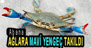 <center> Abana: </center><center><font color=’blue’> AĞLARA ‘MAVİ YENGEÇ’ TAKILDI </font></center>