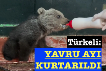 <center> Türkeli: </center><center><font color=’blue’> YAVRU AYI KURTARILDI </font></center>