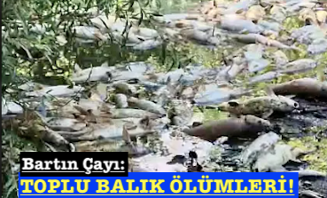 <center> Bartın Çayı: </center><center><font color=’blue’> TOPLU BALIK ÖLÜMLERİ! </font></center>