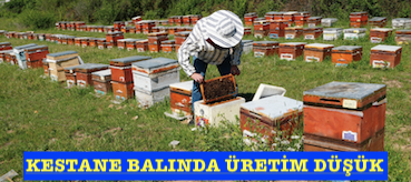 KESTANE BALINDA ÜRETİM DÜŞÜK