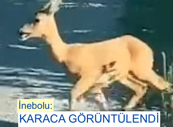 <center> İnebolu: </center><center><font color=’blue’> KARACA GÖRÜNTÜLENDİ </font></center>