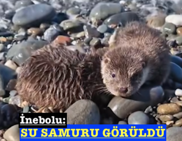 <center> İnebolu: </center><center><font color=’blue’> SU SAMURU GÖRÜLDÜ </font></center>