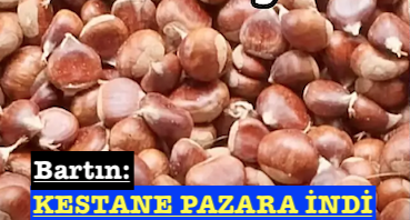 <center> Bartın: </center><center><font color=’blue’> KESTANE PAZARA İNDİ </font></center>