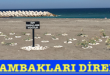 <center> Abana: </center><center><font color=’blue’> KUM ZAMBAKLARI DİRENİYOR! </font></center>
