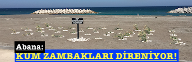 <center> Abana: </center><center><font color=’blue’> KUM ZAMBAKLARI DİRENİYOR! </font></center>