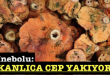 <center> İnebolu: </center><center><font color=’blue’> KANLICA CEP YAKIYOR! </font></center>