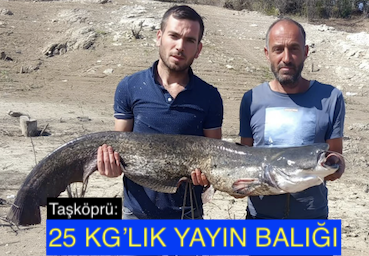 <center> Taşköprü: </center><center><font color=’blue’>25 KG’LIK YAYIN BALIĞI </font></center>