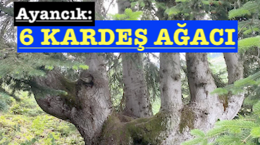 <center> Ayancık: </center><center><font color=’blue’>6 KARDEŞ AĞACI </font></center>