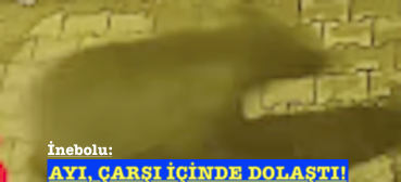 <center> İnebolu: </center><center><font color=’blue’> AYI, ÇARŞI İÇİNDE DOLAŞTI! </font></center>