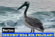 <center> Bartın: </center><center><font color=’blue’> İNKUMU’NDA BİR PELİKAN! </font></center>