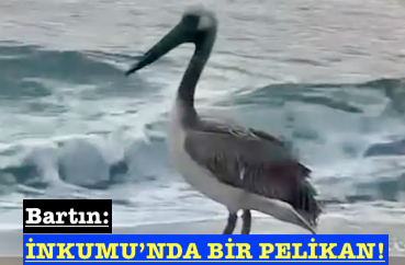<center> Bartın: </center><center><font color=’blue’> İNKUMU’NDA BİR PELİKAN! </font></center>