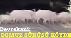 <center> Devrekani: </center><center><font color=’blue’> DOMUZ SÜRÜSÜ KÖYDE </font></center>