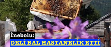<center> İnebolu: </center><center><font color=’blue’> DELİ BAL HASTANELİK ETTİ </font></center>