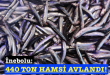 <center> İnebolu: </center><center><font color=’blue’>440 TON HAMSİ AVLANDI! </font></center>