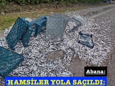 <center> Abana: </center><center><font color=’blue’> HAMSİLER YOLA SAÇILDI: </font></center>