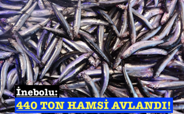 <center> İnebolu: </center><center><font color=’blue’>440 TON HAMSİ AVLANDI! </font></center>