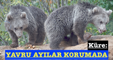 <center> Küre: </center><center><font color=’blue’> YAVRU AYILAR KORUMADA </font></center>