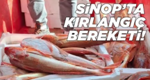 <center> Sinop’ta </center><center><font color=’blue’> KIRLANGIÇ BEREKETİ!</font></center>