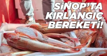 <center> Sinop’ta </center><center><font color=’blue’> KIRLANGIÇ BEREKETİ!</font></center>