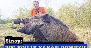 <center> Sinop: </center><center><font color=’blue’>300 KG’LIK YABAN DOMUZU  </font></center>