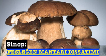<center> Sinop: </center><center><font color=’blue’> FESLEĞEN MANTARI DIŞSATIMI </font></center>