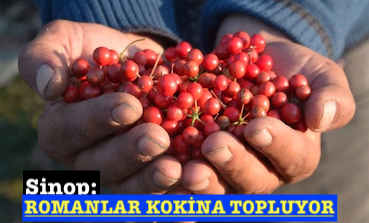 <center> Sinop: </center><center><font color=’blue’> ROMANLAR KOKİNA TOPLUYOR </font></center>