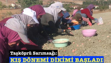 <center> Taşköprü Sarımsağı: </center><center><font color=’blue’> KIŞ DÖNEMİ DİKİMİ BAŞLADI </font></center>