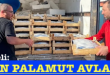 <center> Türkeli: </center><center><font color=’blue’> 3 BİN PALAMUT AVLADI! </font></center>